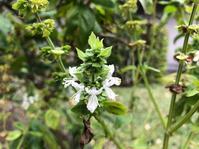 罗勒属植物植物