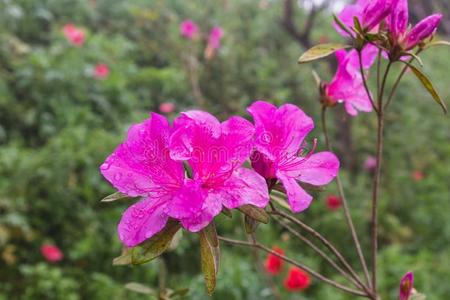 富有色彩的粉红色的白色的红色的花花园采用乡村采用