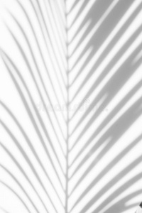 抽象的背景关于阴影手掌树叶向一白色的背景