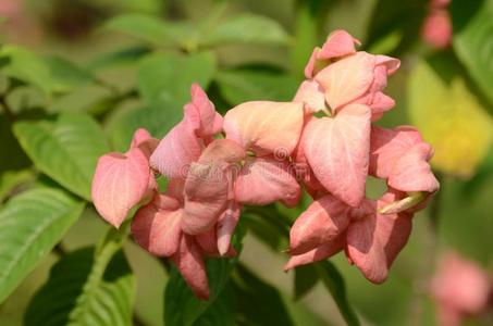 富有色彩的花.组关于花.组关于粉红色的花