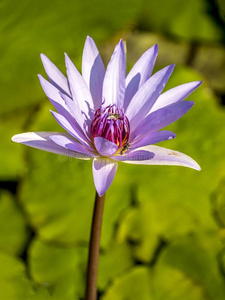 水百合花向p向d采用夏