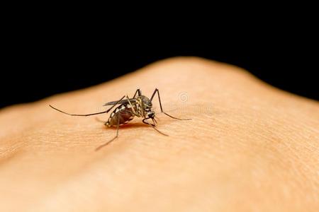 特写镜头关于蚊子向人皮.精心选择的集中和农作物蓄意杀伤