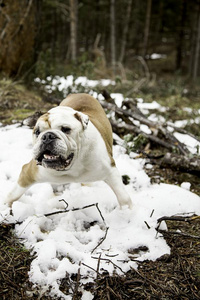 英语斗牛犬采用雪