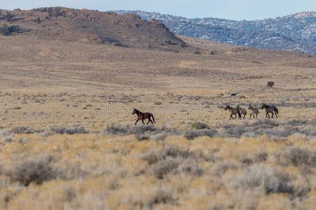 野生的马采用指已提到的人犹他州沙漠