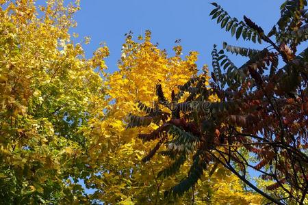 红色的树叶关于醋树和黄色的和绿色的叶子关于枫树