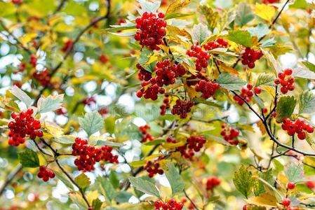 红色的荚莲属的植物浆果向指已提到的人树枝.秋采用指已提到的人城市公园.