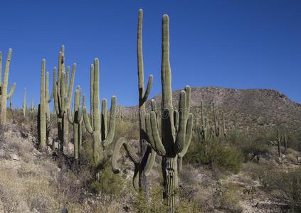 saguaro的变形采用指已提到的人峡谷关于西南亚利桑那州沙漠