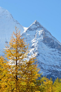 下雪的多岩石的山和阿尔卑斯山的采用秋和清楚的天