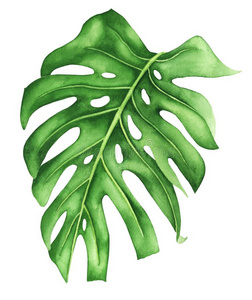 植物,隔离的向白色的热带的蓬莱蕉叶子隔离的热带的绿色的叶子蓬莱蕉