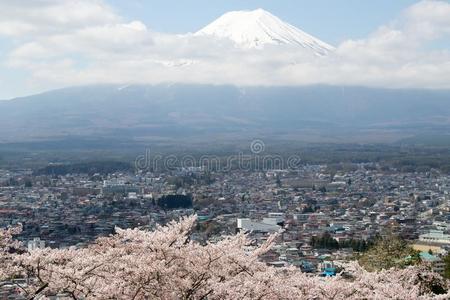 紫藤山采用黑色亮漆同样地背景和樱花花