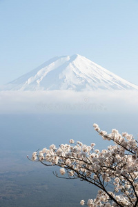 紫藤山采用黑色亮漆同样地背景和樱花花同样地为