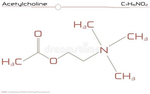 分子关于乙酰胆碱