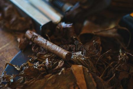 过程关于制造传统的雪茄从烟草树叶和int.表示突然疼痛所发出的声音