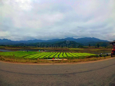 绿色的田和山背景