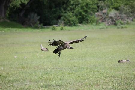 野生的狮身鹫首的怪兽秃鹰非洲无树大草原肯尼亚危险的鸟