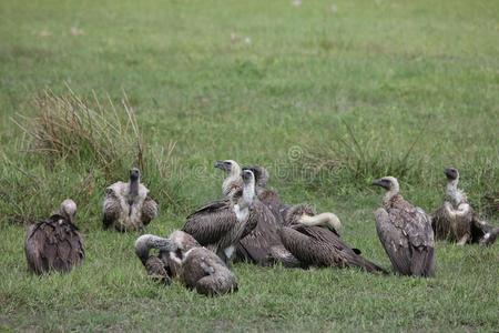 野生的狮身鹫首的怪兽秃鹰非洲无树大草原肯尼亚危险的鸟