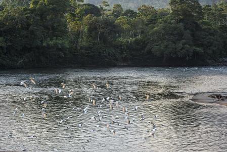 亚马逊河区的印第安人雨林.米沙瓦利河.厄瓜多尔