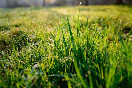 新鲜的早晨水珠向春季草,自然的背景-关在上面