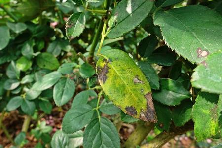植物疾病,真菌的树叶地点,树叶凋萎病疾病向玫瑰照片