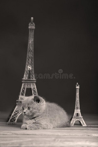 小猫肖像在近处旅行Eiffel语言,