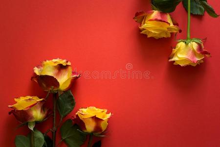 黄色的玫瑰为情人一天安排的说谎下向红色的纸
