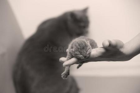 小猫采用手关于一wom一n