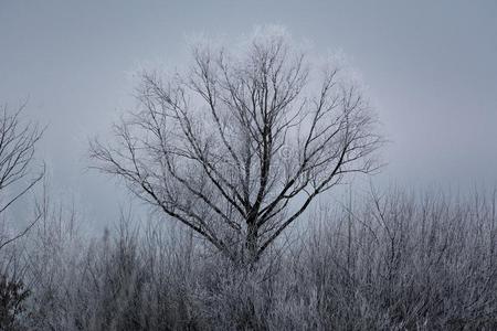 身材高的树大量的和雪