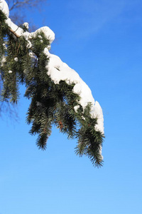 衣着整洁的在下面雪