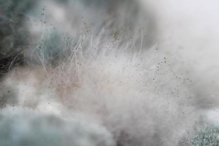 生长关于曲霉病曲霉菌黄的向一s一lted蘑菇照片