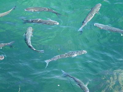 鱼的旅行者图片