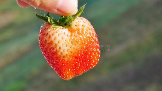红色的草莓背景.