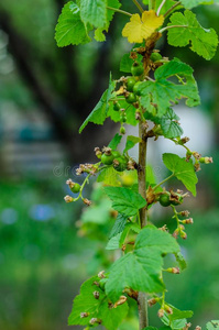 小葡萄干灌木采用花园