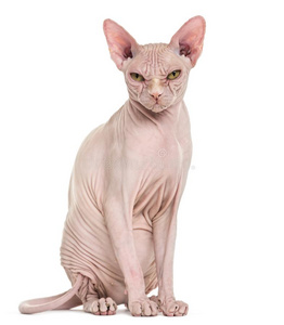 斯芬克斯无毛的猫,4年老的,反对白色的背景