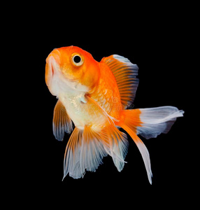 黑荒原金鱼图片