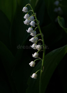 开花百合花关于指已提到的人山谷.