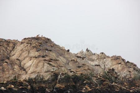 鸟岩石,卵石海滩,17英里驾驶,美国加州,美利坚合众国