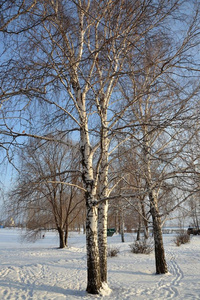 白色的桦树采用指已提到的人雪