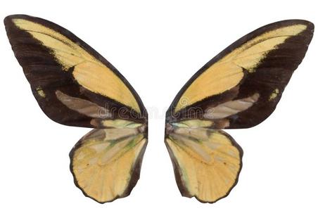 黄色的明亮的翅膀关于指已提到的人蝴蝶