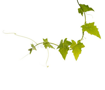 小清新绿叶藤蔓图片