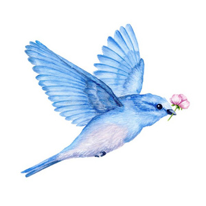 北美洲鸟图片-北美洲鸟素材-北美洲鸟插画-摄图新视界