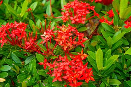 美丽的热带的花,指已提到的人灌木剪贴板拉图特.许多Brian布赖恩