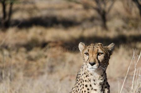 非洲猎豹采用保存地区采用纳米比亚