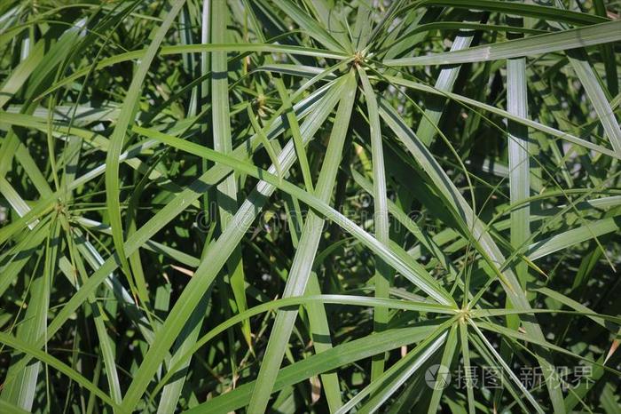 背景植物.