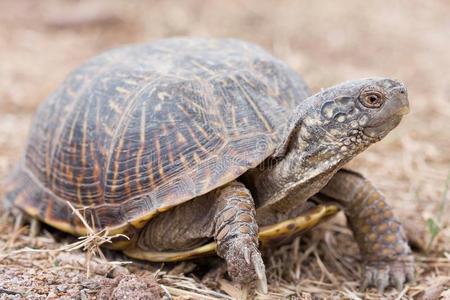 指已提到的人沙漠盒龟箱龟属奥纳塔黄体是(be的三单形式一亚种英语
