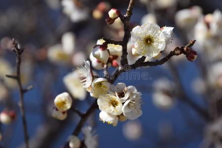 李子花