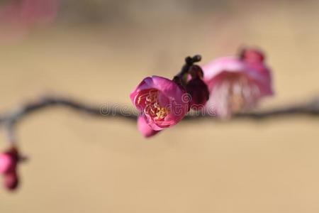 李子花