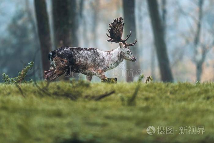 变秃的犁过而未播种的鹿钱步行采用草采用一秋森林.