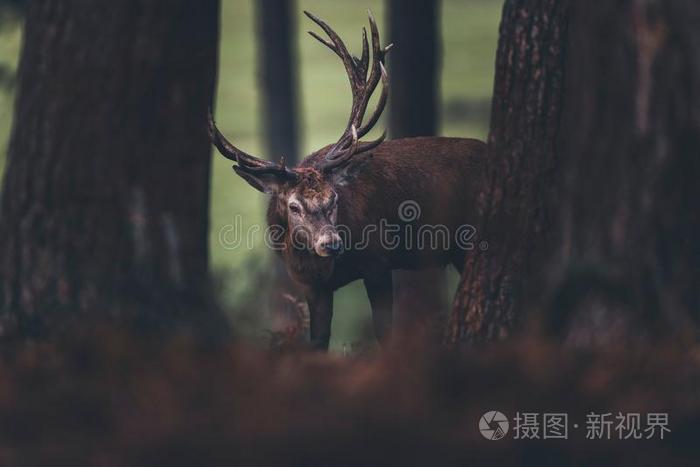 红色的鹿和巨大的鹿角在之间树干采用一秋p采用e在前部的