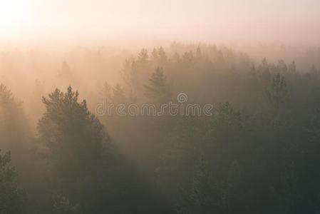 全景的看法关于多雾的森林在宏伟的日出越过树-