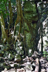 巨大的雨林树采用布尼亚国家的公园